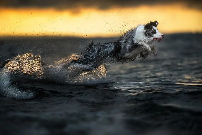 40 De las mejores imágenes de todas las ediciones de los Premios Internacionales de Fotografía Canina