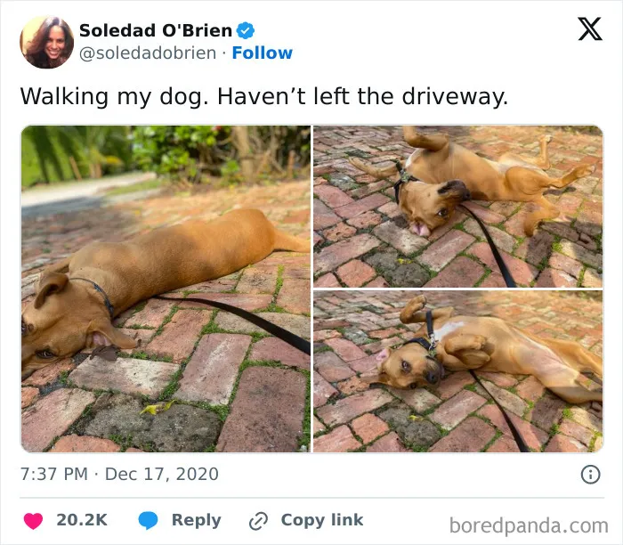 50 Of The Most Hilarious, Cute And Wholesome Posts On X About Dogs