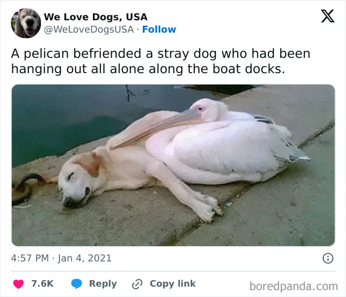 50 Of The Most Hilarious, Cute And Wholesome Posts On X About Dogs