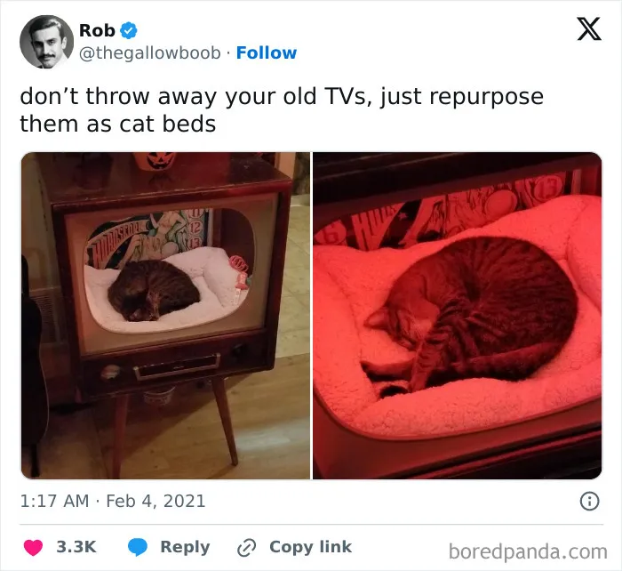 50 Times Cats Proved They’re The Masters Of Meme-Full Moments, As Seen On This IG Page