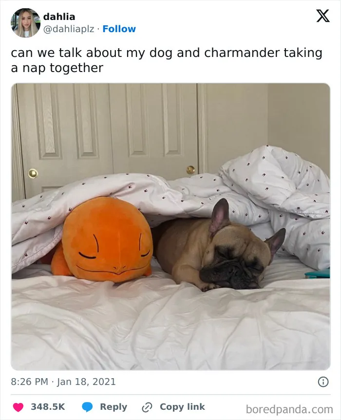 50 Of The Most Hilarious, Cute And Wholesome Posts On X About Dogs