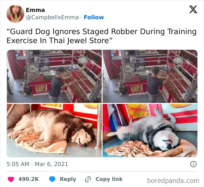 50 Of The Most Hilarious, Cute And Wholesome Posts On X About Dogs