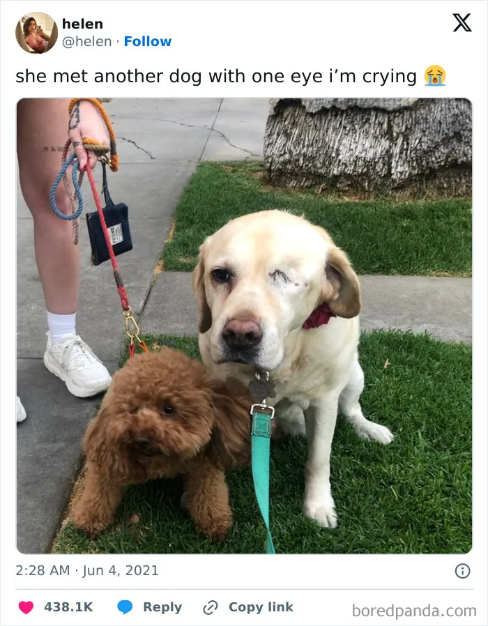 50 Of The Most Hilarious, Cute And Wholesome Posts On X About Dogs