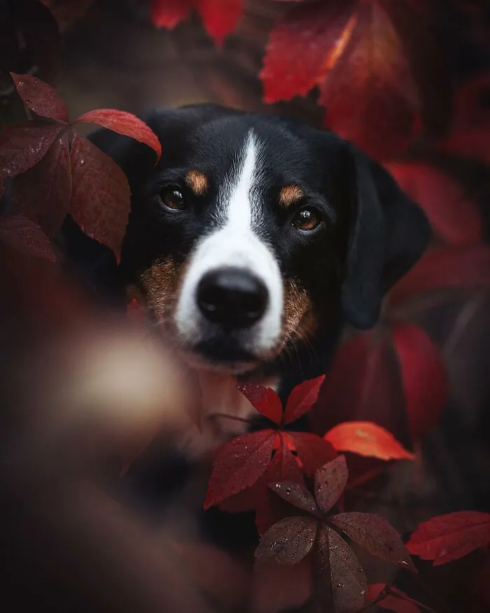 40 Of The Best All Time Images From The International Dog Photography Awards