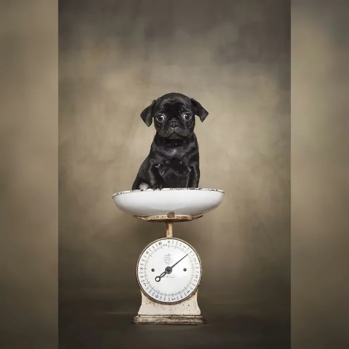40 De las mejores imágenes de todas las ediciones de los Premios Internacionales de Fotografía Canina