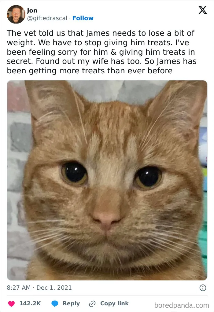 50 Hilarious Cat Memes That Capture Feline Attitude Perfectly, Courtesy Of This FB Page (New Pics)