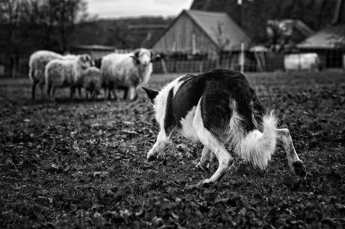 40 De las mejores imágenes de todas las ediciones de los Premios Internacionales de Fotografía Canina