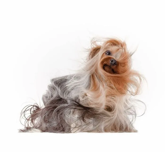 40 De las mejores imágenes de todas las ediciones de los Premios Internacionales de Fotografía Canina