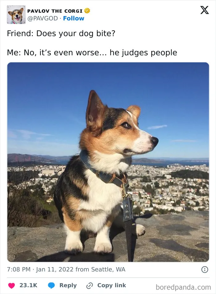50 Of The Most Hilarious, Cute And Wholesome Posts On X About Dogs