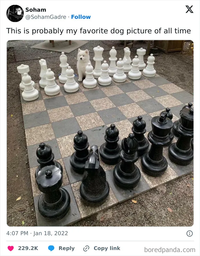 50 Of The Most Hilarious, Cute And Wholesome Posts On X About Dogs