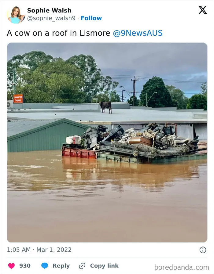 A Cow On A Roof In Lismore