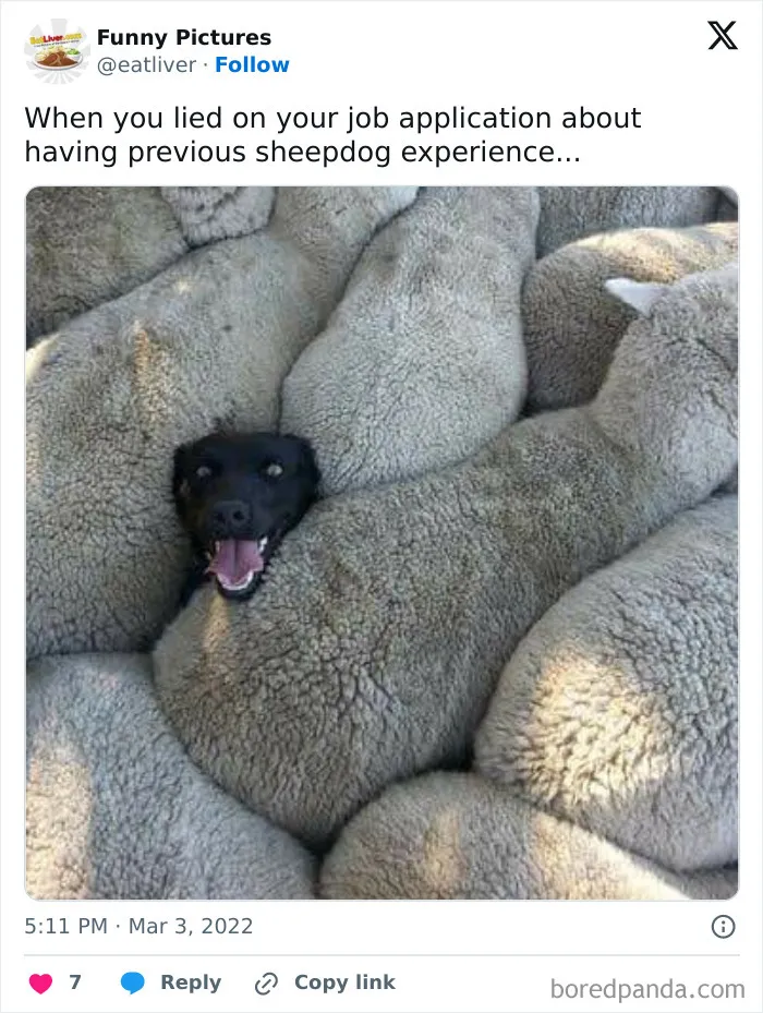 50 Of The Most Hilarious, Cute And Wholesome Posts On X About Dogs