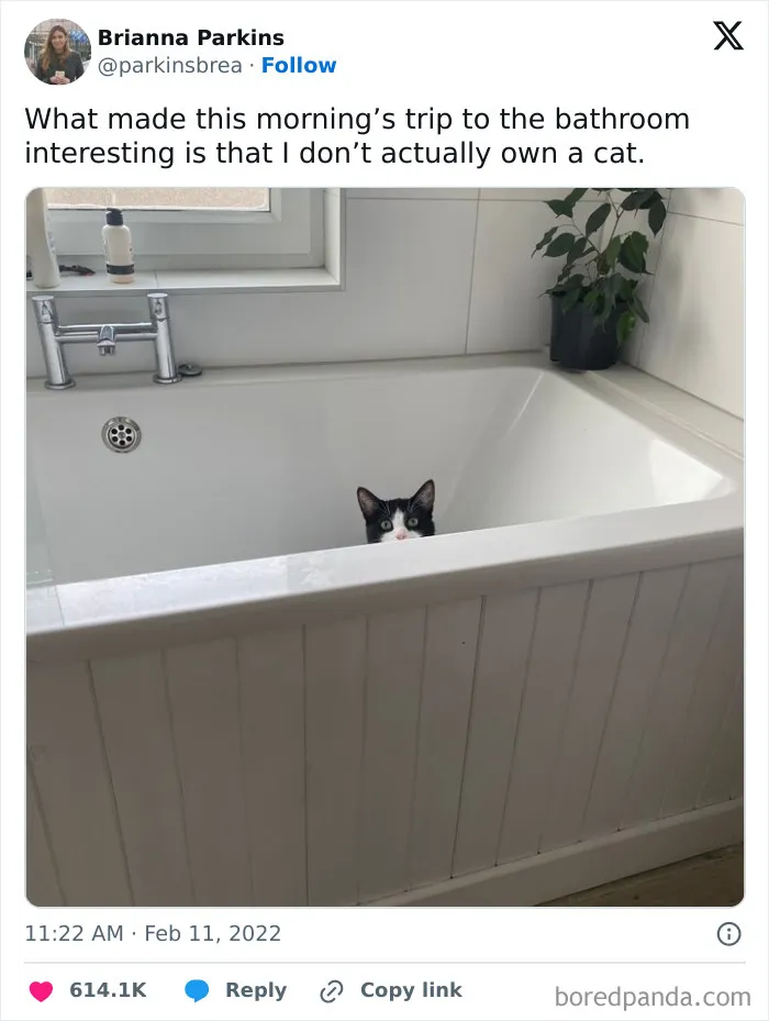 This Popular Instagram Account Shares Funny Cat Memes, And Here Are 50 Of The Very Best Ones