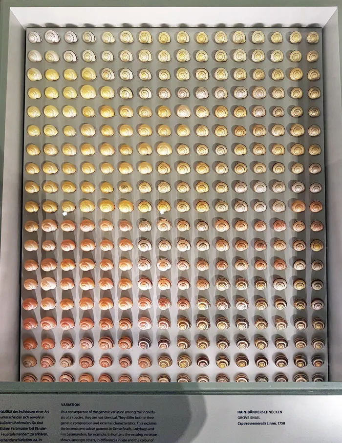 La forma en que este museo dispuso las conchas de caracol para demostrar la variación de colores