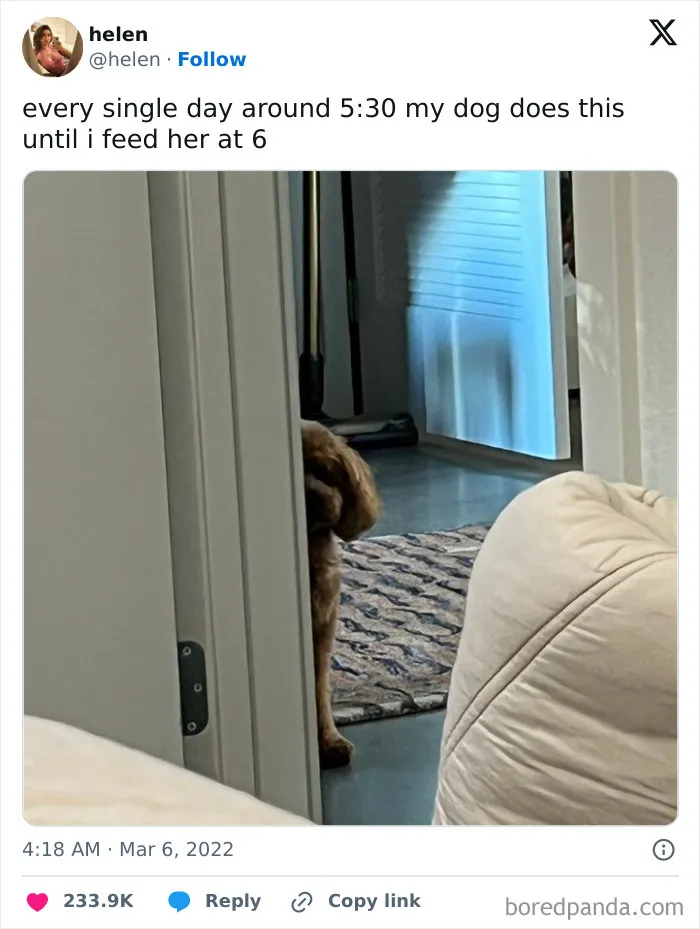 50 Of The Most Hilarious, Cute And Wholesome Posts On X About Dogs