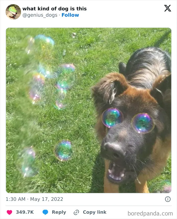 50 Of The Most Hilarious, Cute And Wholesome Posts On X About Dogs