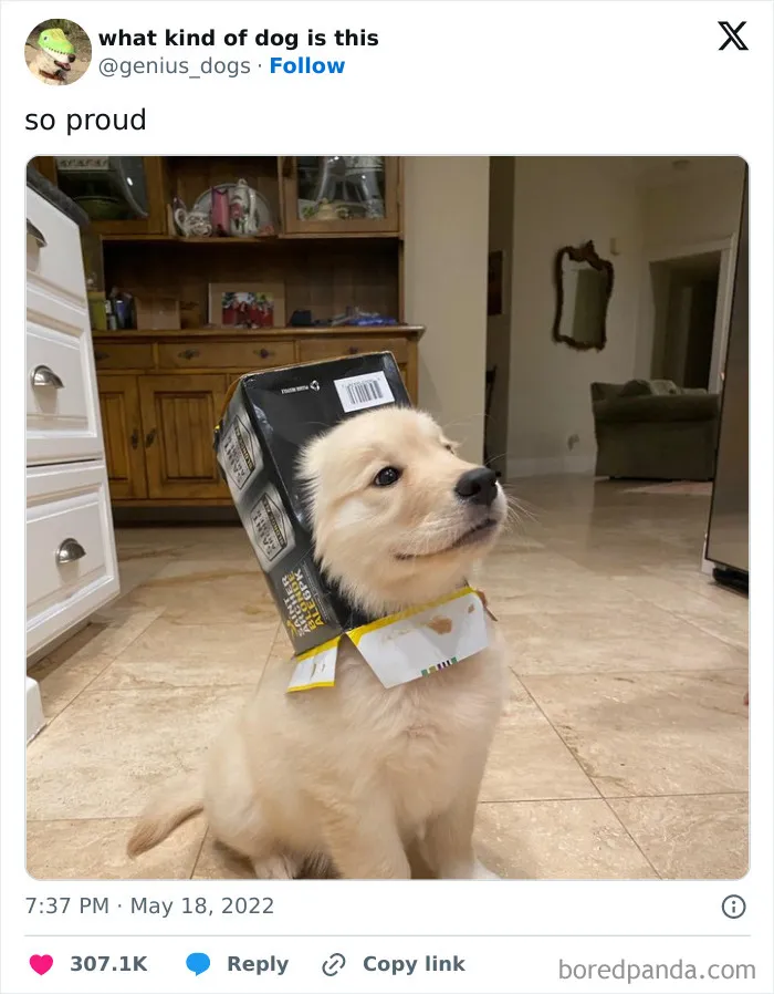 50 Of The Most Hilarious, Cute And Wholesome Posts On X About Dogs