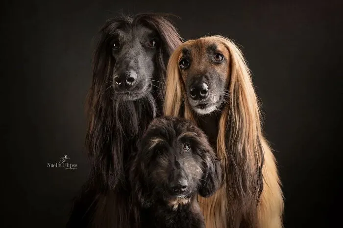40 De las mejores imágenes de todas las ediciones de los Premios Internacionales de Fotografía Canina