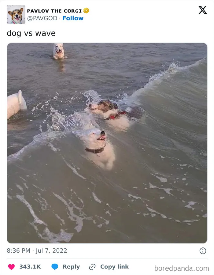 50 Of The Most Hilarious, Cute And Wholesome Posts On X About Dogs