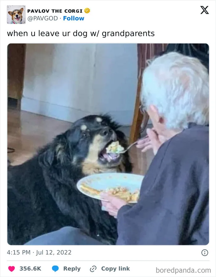 50 Of The Most Hilarious, Cute And Wholesome Posts On X About Dogs