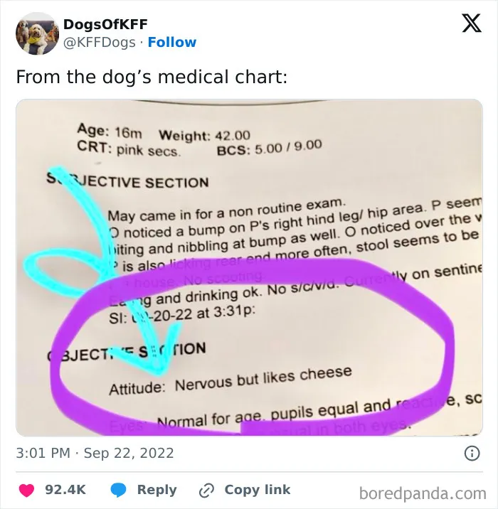 50 Of The Most Hilarious, Cute And Wholesome Posts On X About Dogs