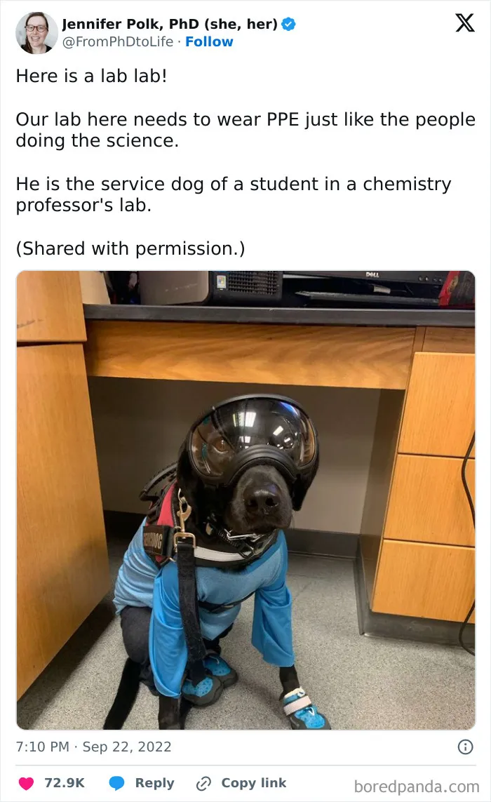 50 Of The Most Hilarious, Cute And Wholesome Posts On X About Dogs