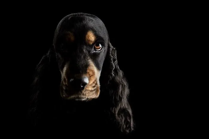 40 De las mejores imágenes de todas las ediciones de los Premios Internacionales de Fotografía Canina