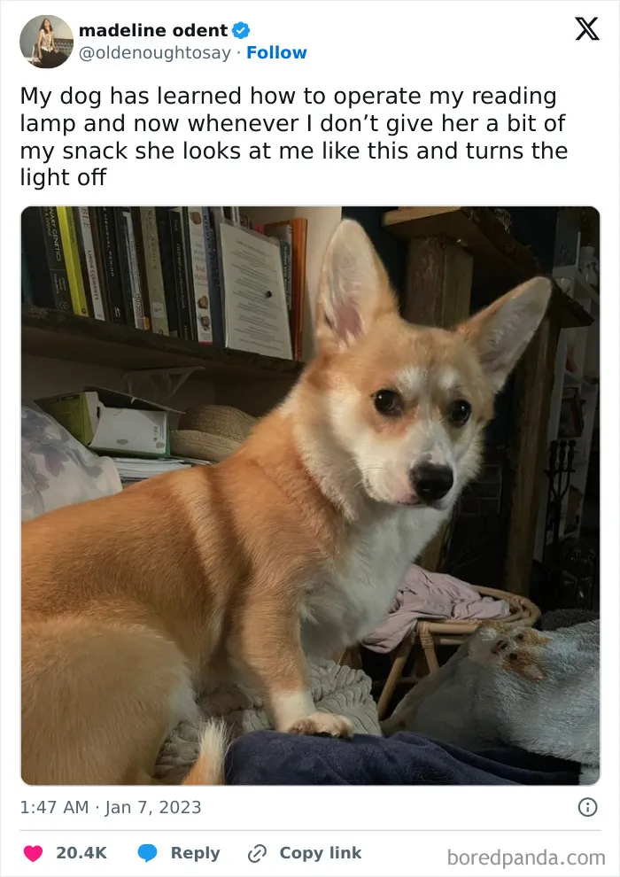 50 Of The Most Hilarious, Cute And Wholesome Posts On X About Dogs