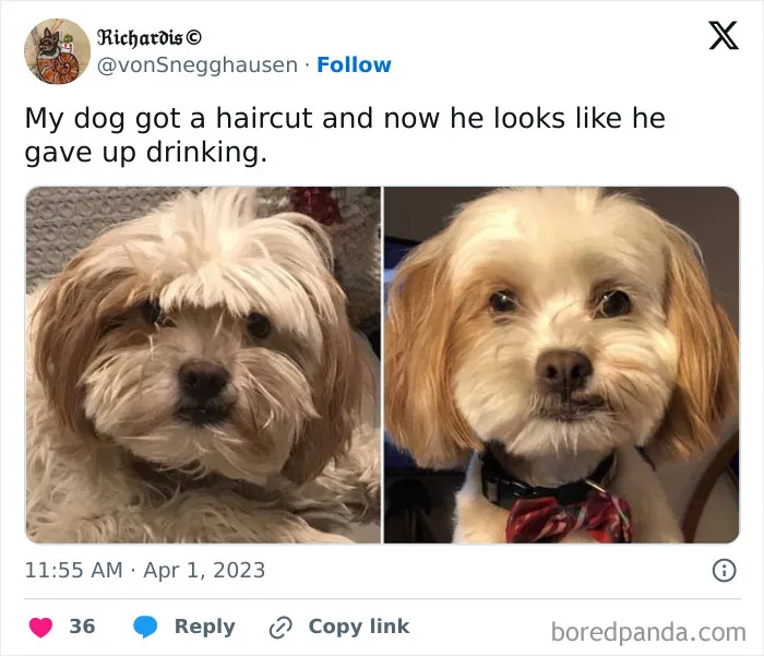 50 Of The Most Hilarious, Cute And Wholesome Posts On X About Dogs