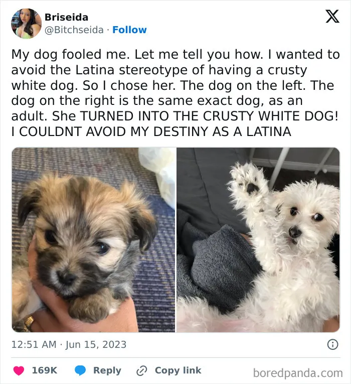 50 Of The Most Hilarious, Cute And Wholesome Posts On X About Dogs