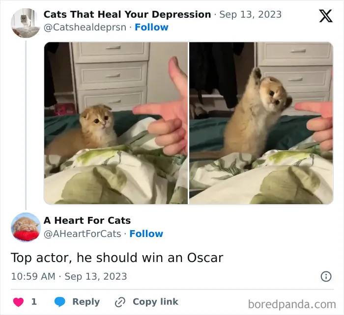50 Adorable Animal Memes That May Give You That Serotonin Boost For Today
