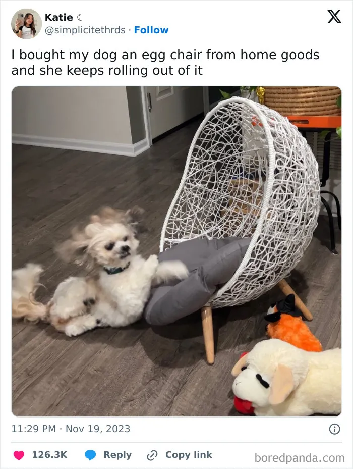 50 Of The Most Hilarious, Cute And Wholesome Posts On X About Dogs