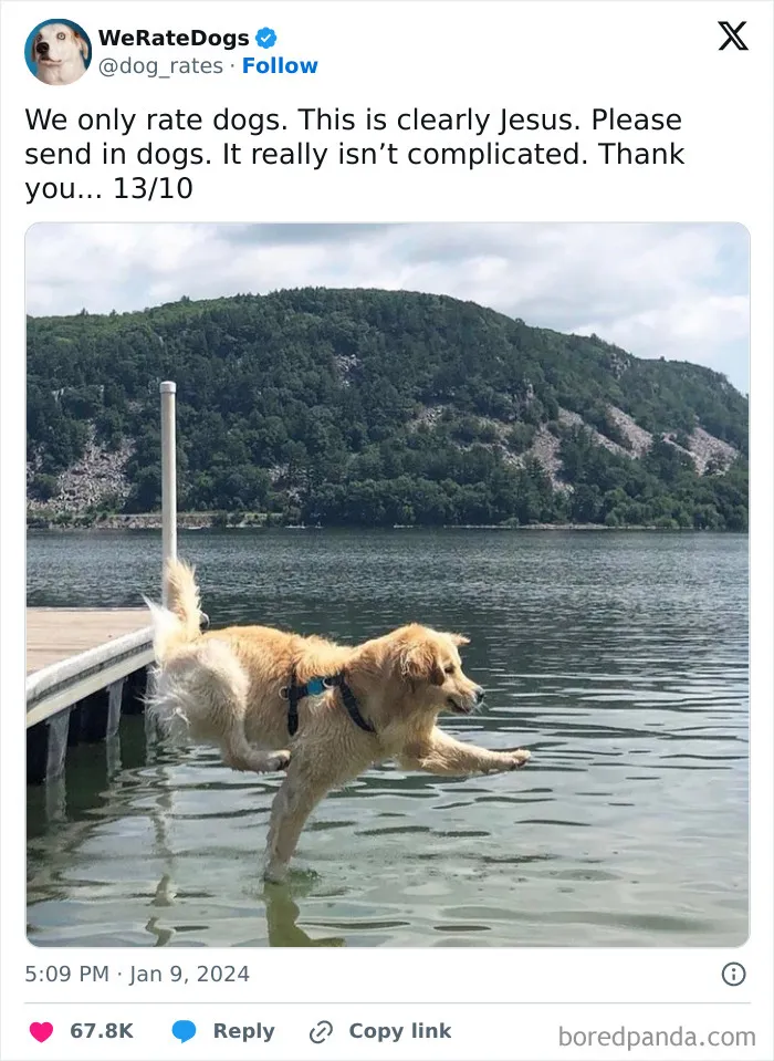 50 “Professional Dog Ratings” That Got The Best Of The Best Puppers Featured On This X Page (New Pics)