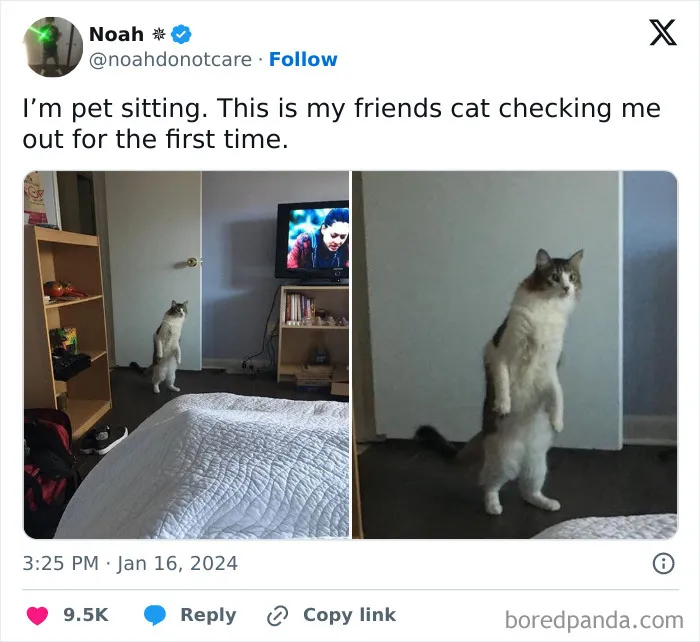 50 Times Cats Proved They’re The Masters Of Meme-Full Moments, As Seen On This IG Page