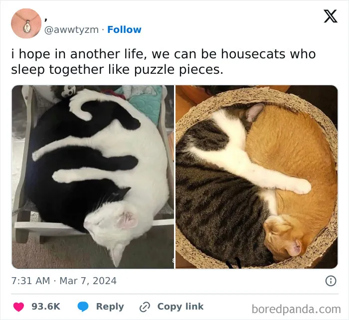 50 Adorable Animal Memes That May Give You That Serotonin Boost For Today