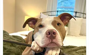50 “Professional Dog Ratings” That Got The Best Of The Best Puppers Featured On This X Page (New Pics)