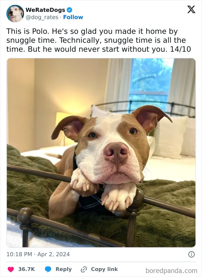 Rate-Cute-Dogs