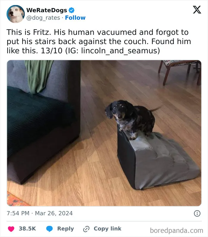 50 “Professional Dog Ratings” That Got The Best Of The Best Puppers Featured On This X Page (New Pics)