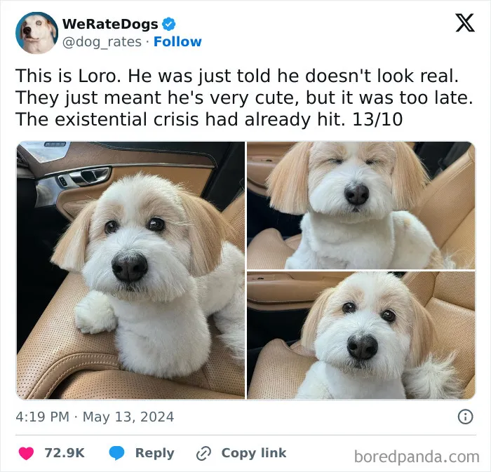 50 Of The Most Hilarious, Cute And Wholesome Posts On X About Dogs