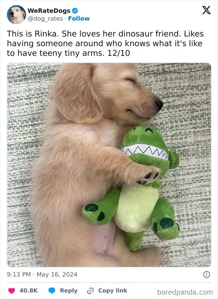 50 “Professional Dog Ratings” That Got The Best Of The Best Puppers Featured On This X Page (New Pics)