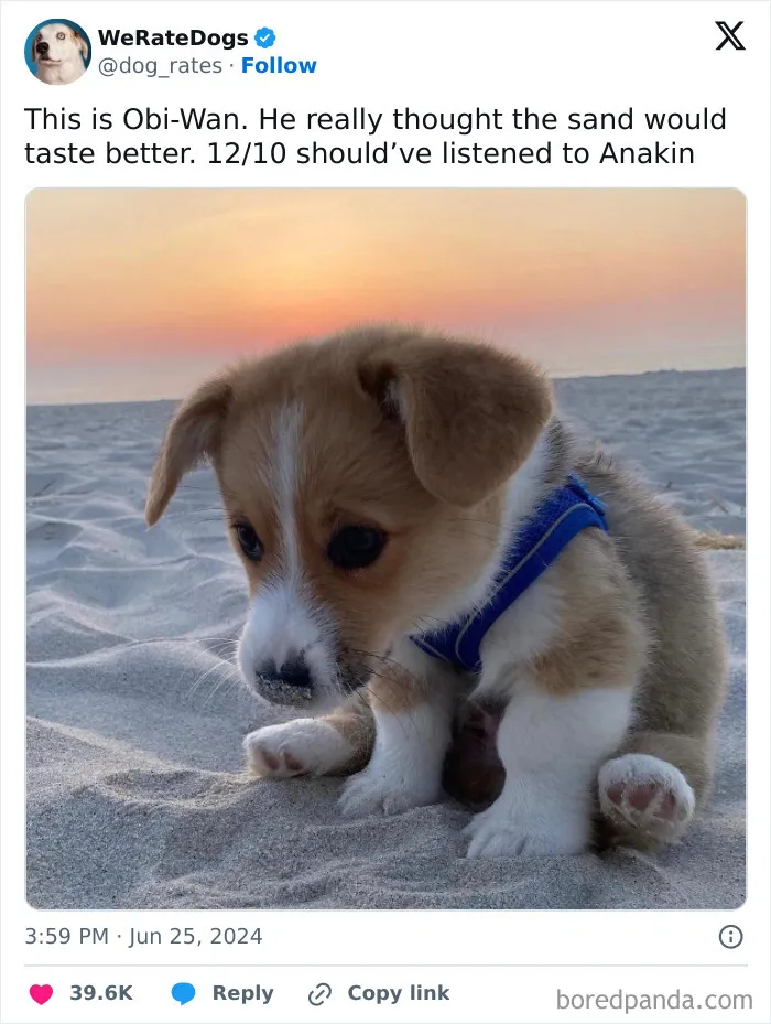 50 “Professional Dog Ratings” That Got The Best Of The Best Puppers Featured On This X Page (New Pics)