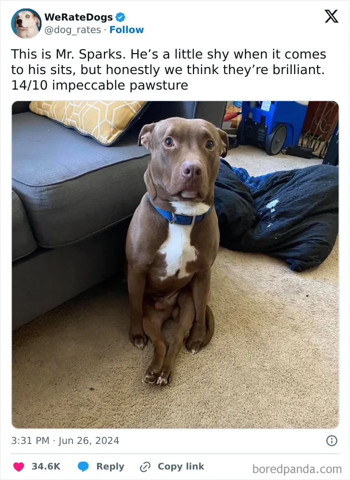 50 “Professional Dog Ratings” That Got The Best Of The Best Puppers Featured On This X Page (New Pics)