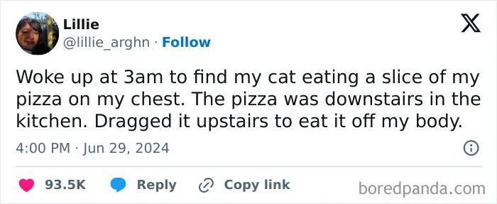 50 Hilarious Photos And Memes That Prove Cats Are The Biggest Jerks