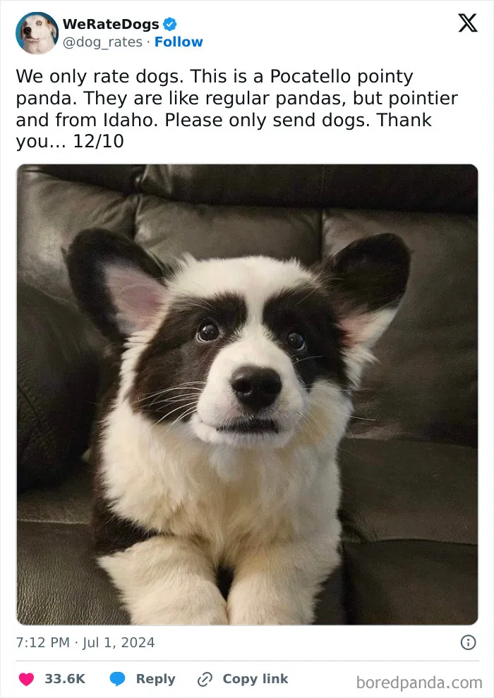 50 “Professional Dog Ratings” That Got The Best Of The Best Puppers Featured On This X Page (New Pics)