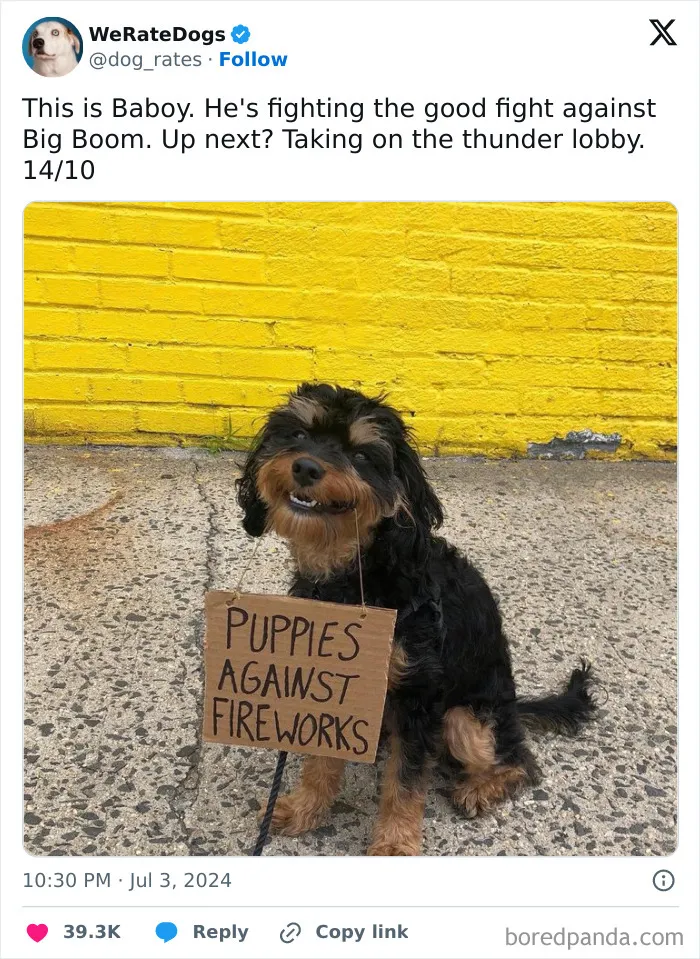 50 “Professional Dog Ratings” That Got The Best Of The Best Puppers Featured On This X Page (New Pics)