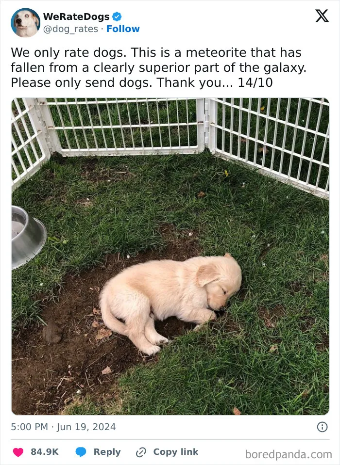 50 “Professional Dog Ratings” That Got The Best Of The Best Puppers Featured On This X Page (New Pics)