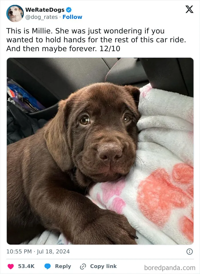 50 “Professional Dog Ratings” That Got The Best Of The Best Puppers Featured On This X Page (New Pics)