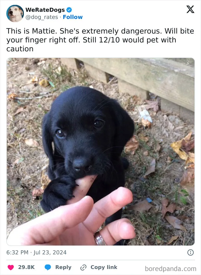 50 “Professional Dog Ratings” That Got The Best Of The Best Puppers Featured On This X Page (New Pics)