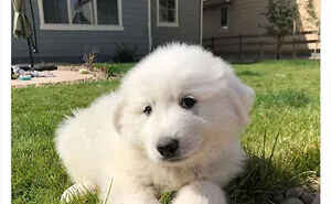 50 “Professional Dog Ratings” That Got The Best Of The Best Puppers Featured On This X Page (New Pics)
