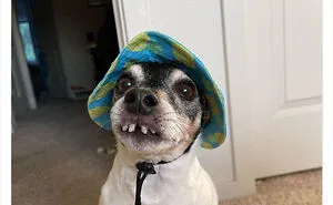 50 “Professional Dog Ratings” That Got The Best Of The Best Puppers Featured On This X Page (New Pics)
